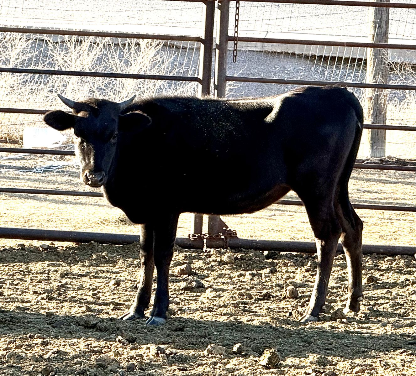 Corriente Heifer