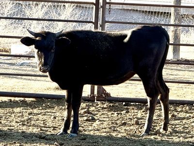 Corriente Heifer
