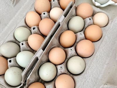 Fresh Chicken Eggs