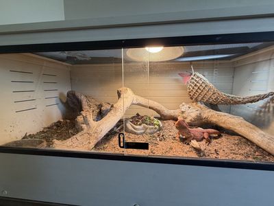 Bearded Dragon