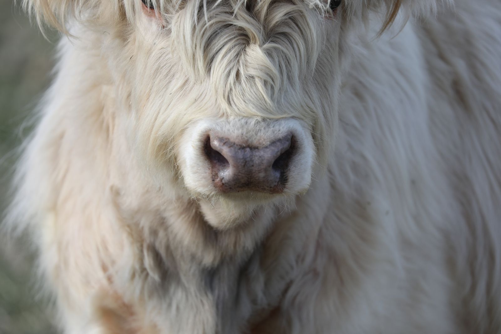 White Highland Bull Calf