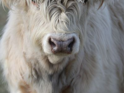 White Highland Bull Calf