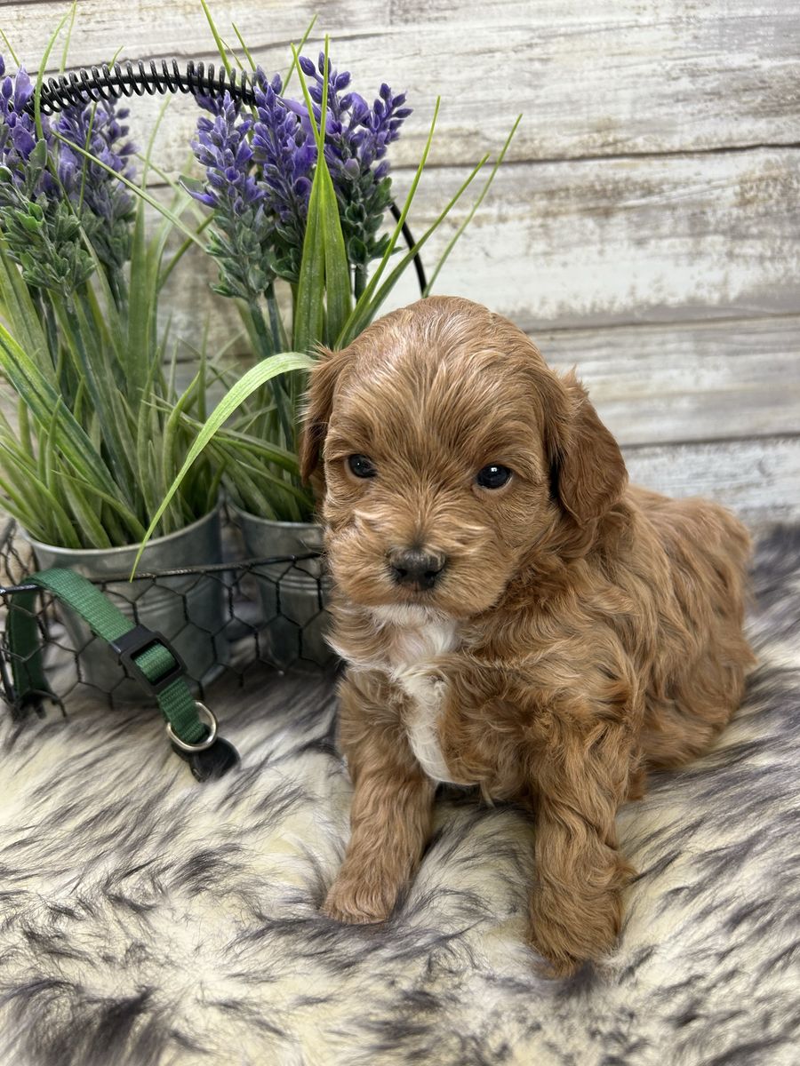Adorable Tiny Mini Goldendoodles