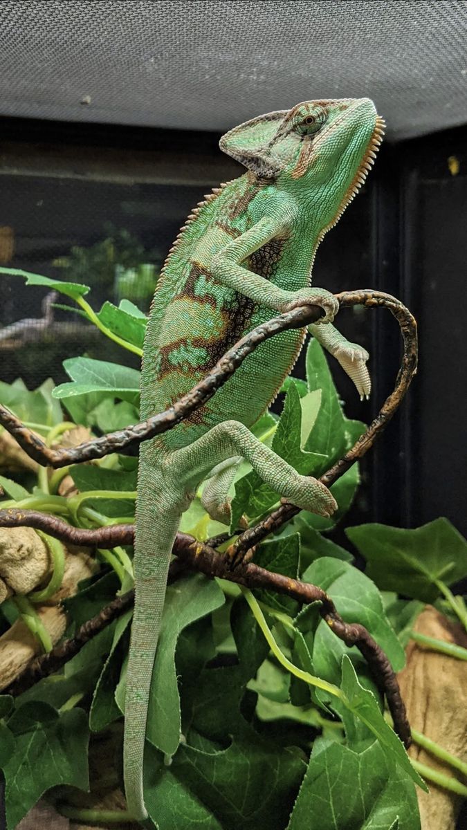 Vailed Chameleon