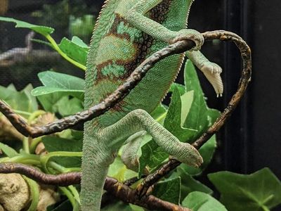 Vailed Chameleon