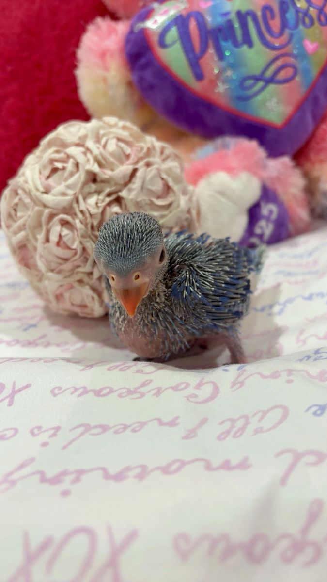 Baby Indian Ringnecks Blue and violet