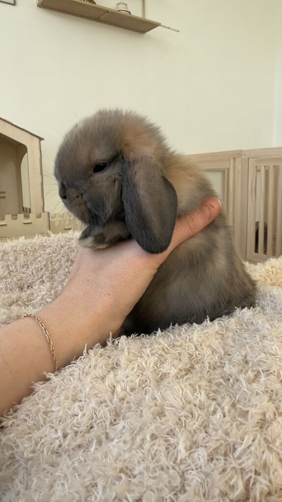 Black tort, Holland lop Bunny
