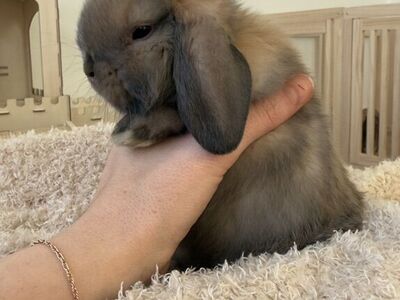 Black tort, Holland lop Bunny