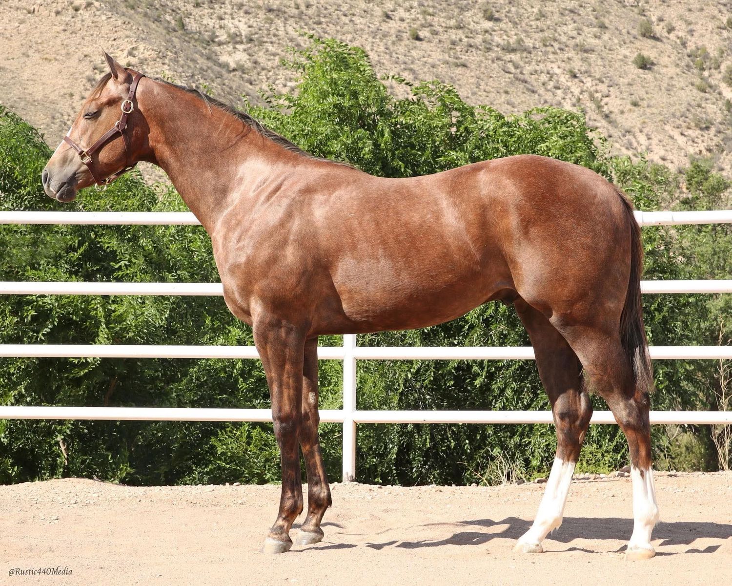 Suspicious Cartels Yearling Race Gelding - Athletic Prospect