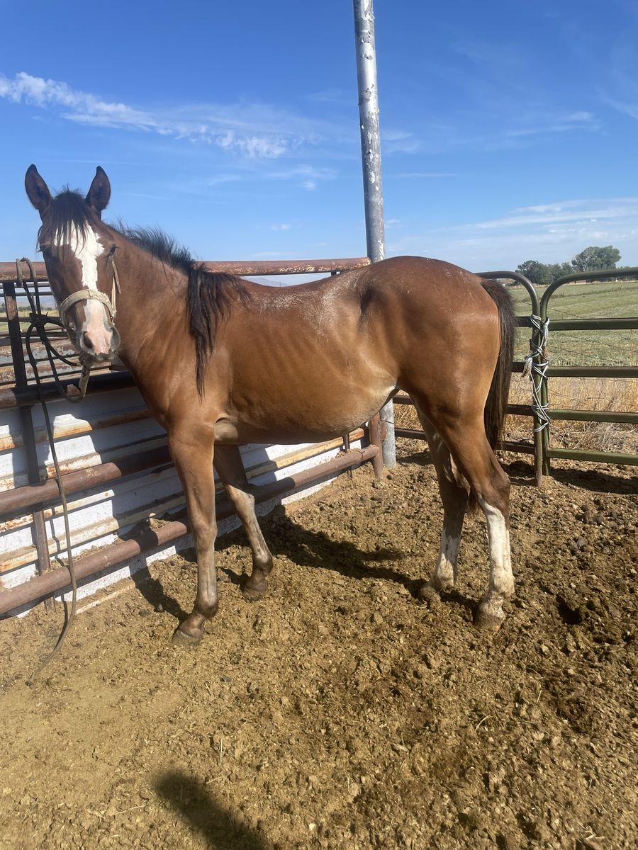 Yearling 1/4 draft filly
