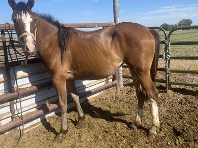 Yearling 1/4 draft filly
