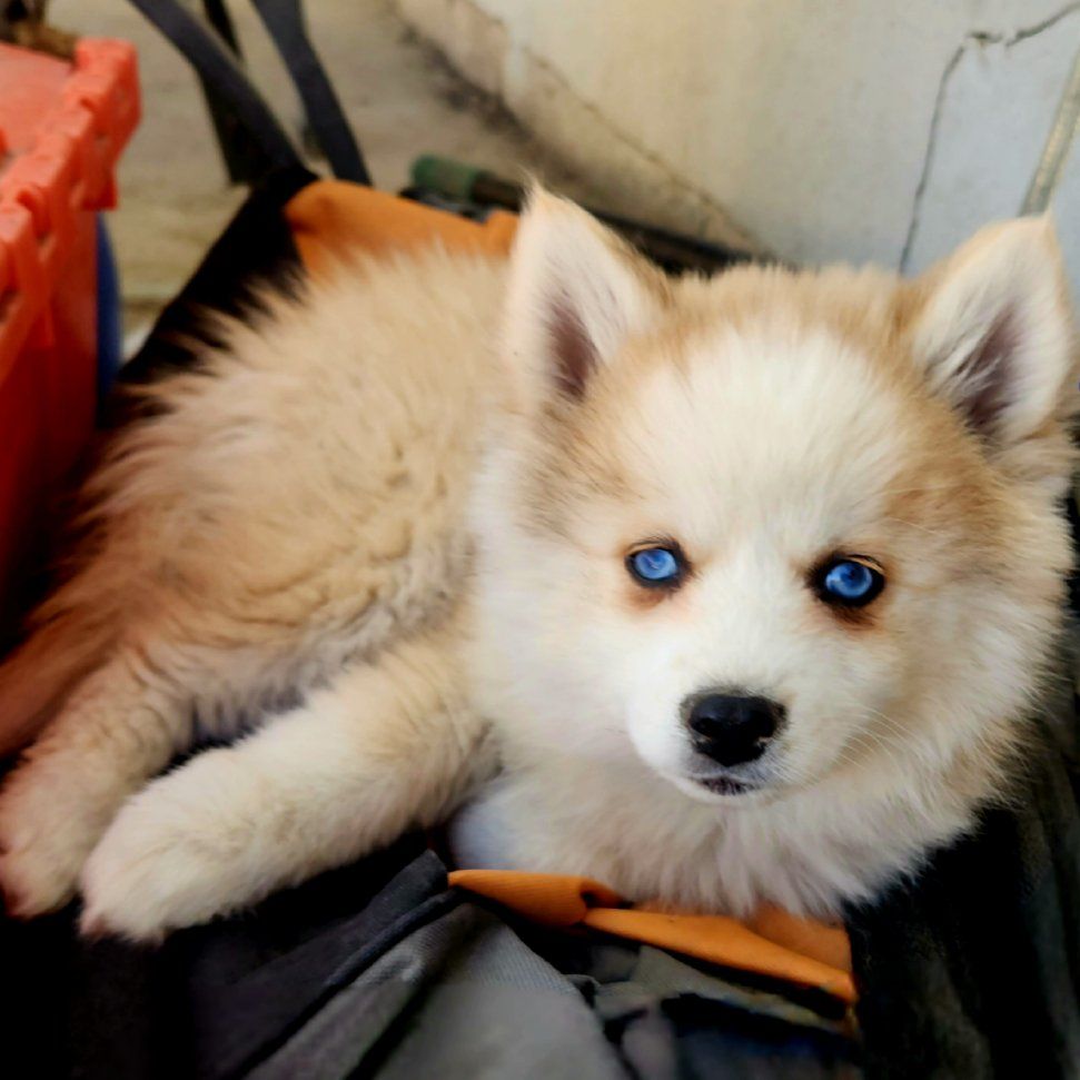 Pomsky puppies (ONLY 3 LEFT !!!!!!!) 1200 O.B.O.