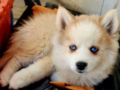 Pomsky puppies (ONLY 3 LEFT !!!!!!!) 1200 O.B.O.