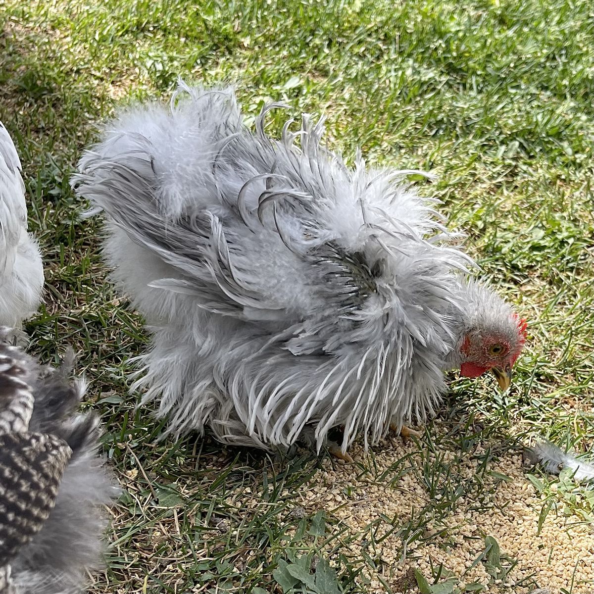 Frizzle Lavender Bantam Cochin Cockerel Rooster - 10 Weeks Old