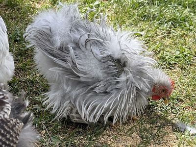 Frizzle Lavender Bantam Cochin Cockerel Rooster - 10 Weeks Old