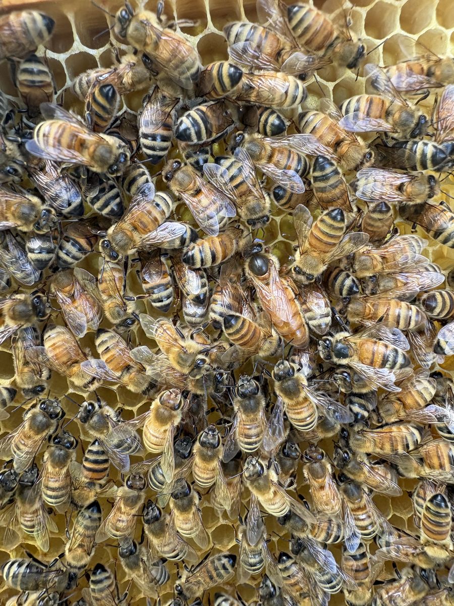 Bee Mentor - get your honeybees through winter! hive honey bee beekeeper