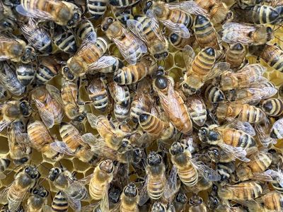 Bee Mentor - get your honeybees through winter! hive honey bee beekeeper