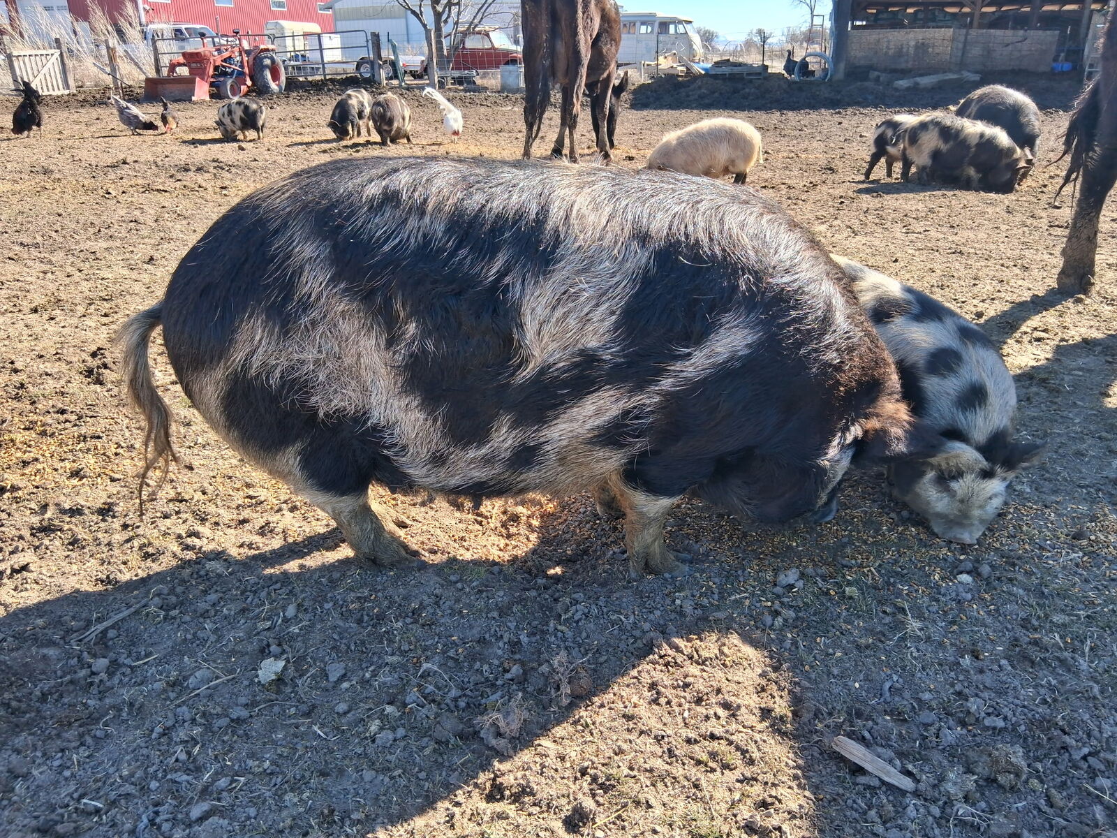 2 proven Kune Kune sows