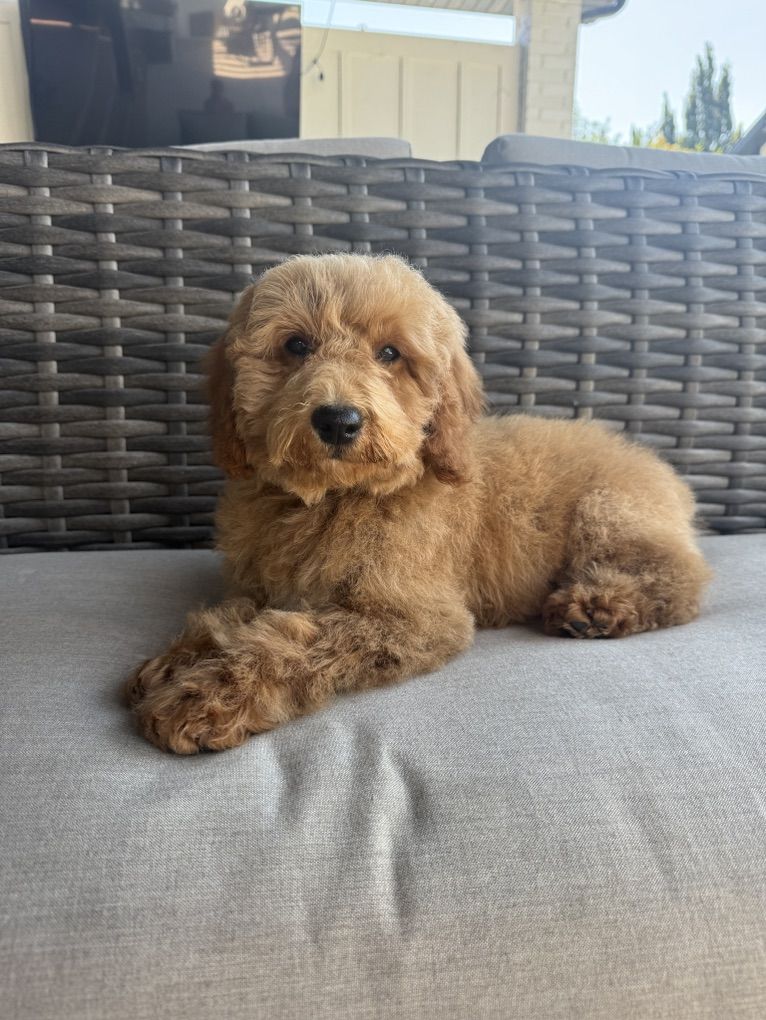 Darling Kennel Trained Mini Goldendoodle Puppies