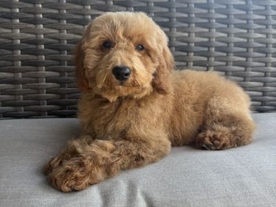 Darling Kennel Trained Mini Goldendoodle Puppies