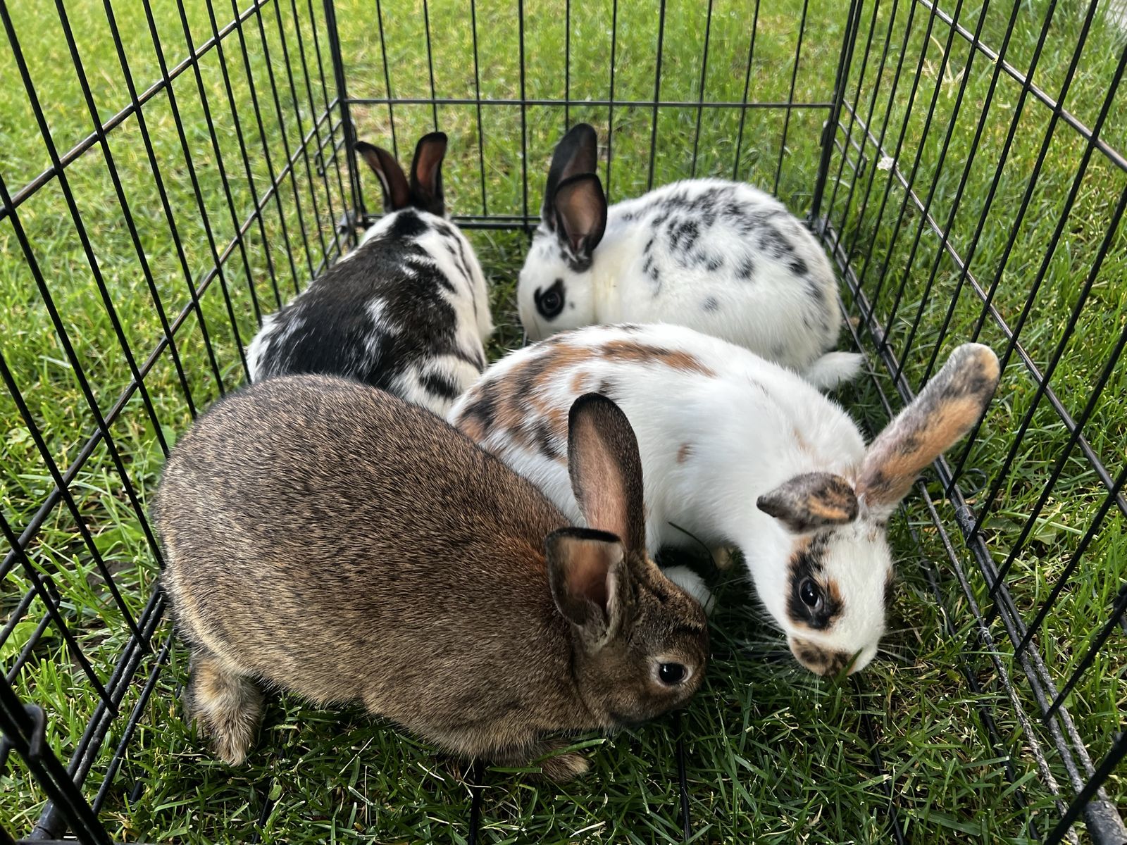 Adorable Young Rabbits - Various Colors & Patterns - Looking for Forever Homes!