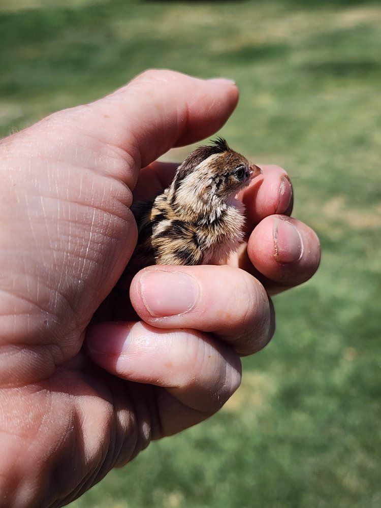 Chicks - California Valley Quail