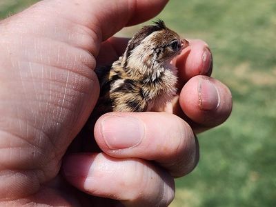 Chicks - California Valley Quail