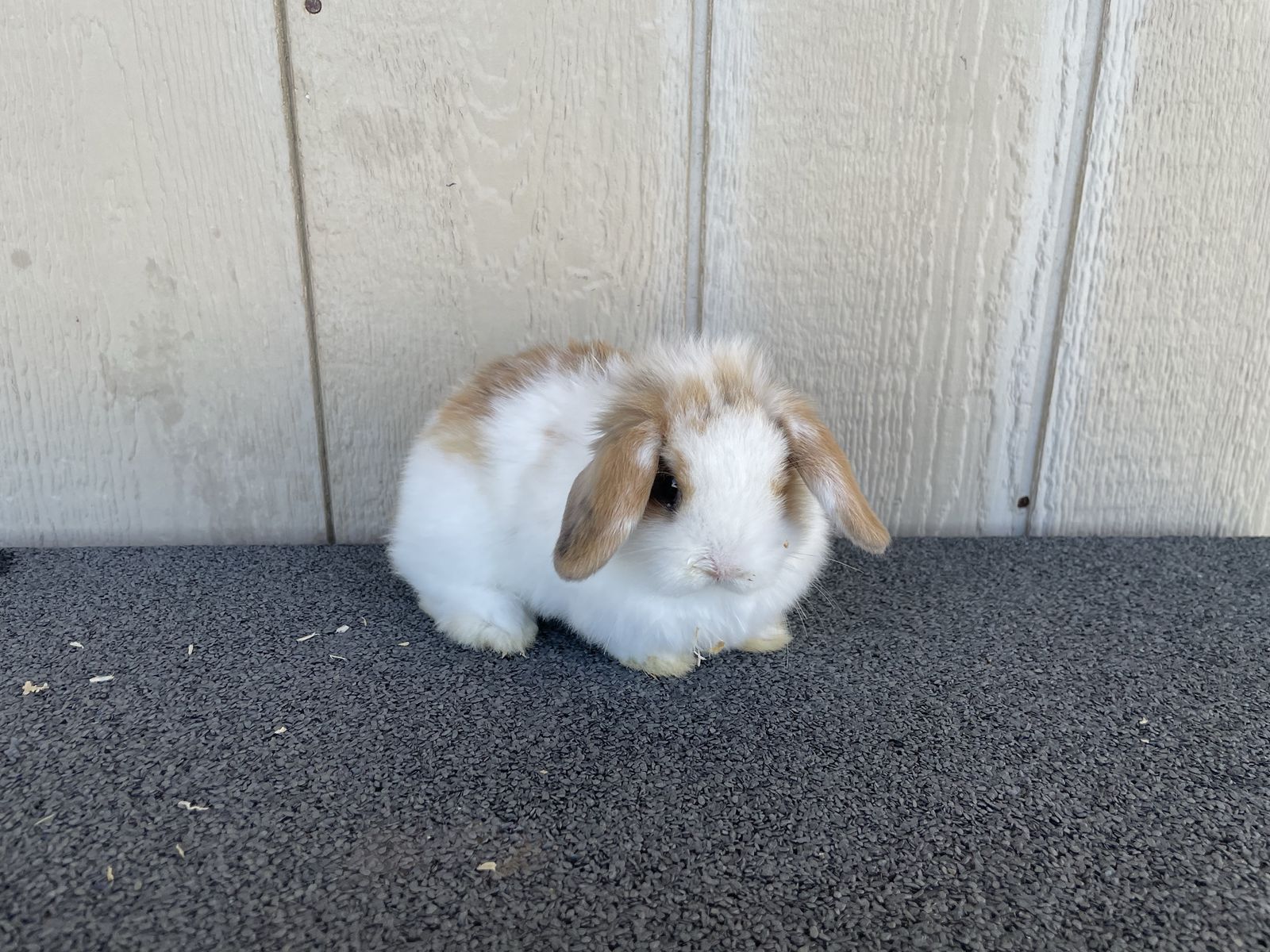 Holland Lop Buck