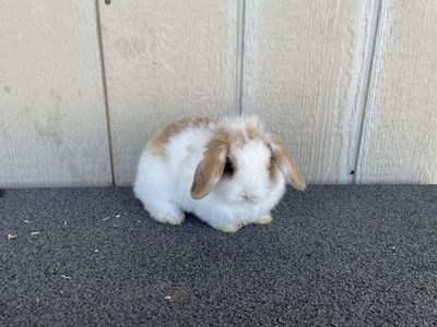 Holland Lop Buck