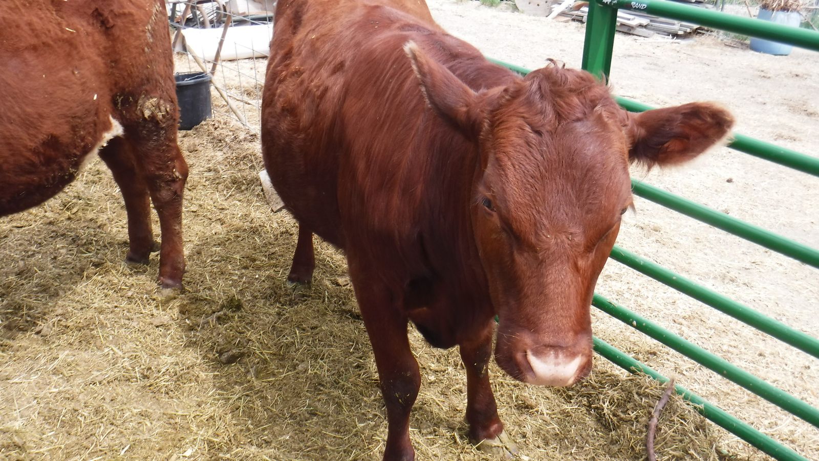 Bottle fed Heifer yearling $4000