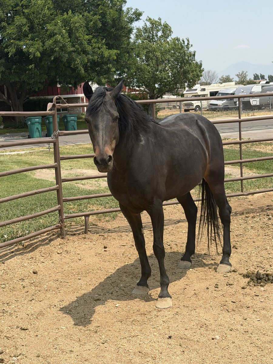 Beautiful Dark Bay Morgan mare - Great Temperament, Ready for a New Home