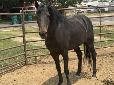 Beautiful Dark Bay Morgan mare - Great Temperament, Ready for a New Home