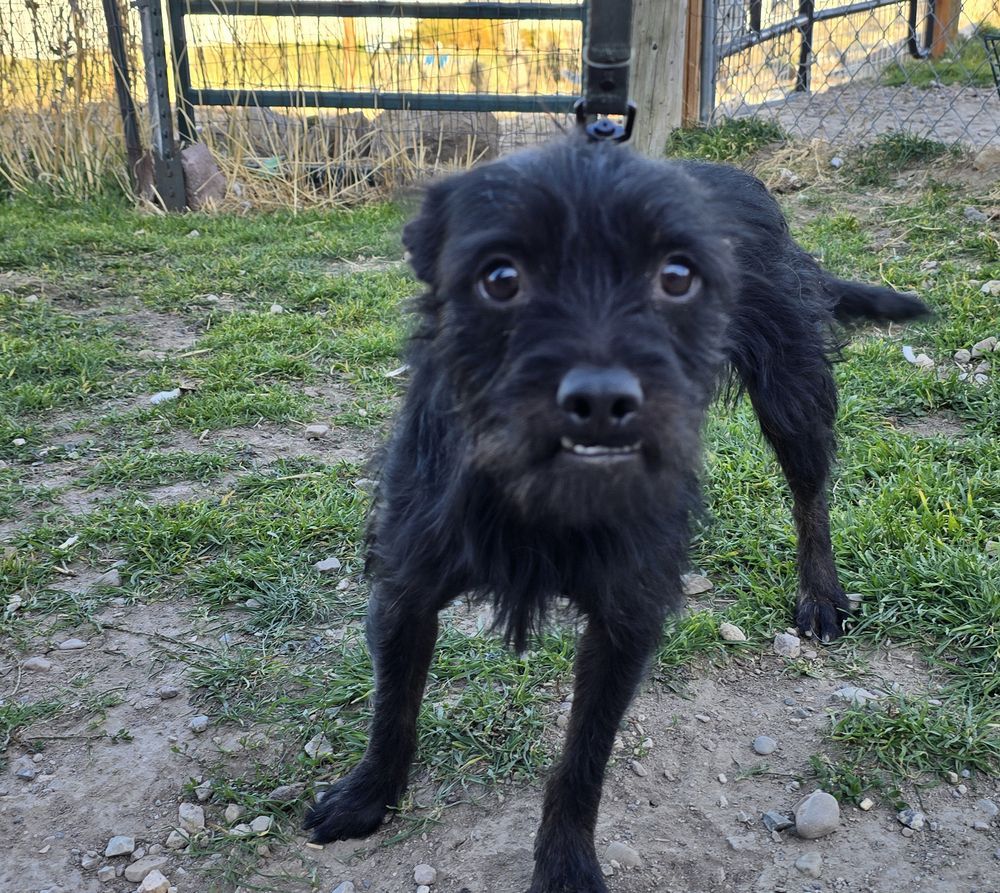 Terrier Mix (Alfalfa and Spanky, Bonded Pair Adoption)