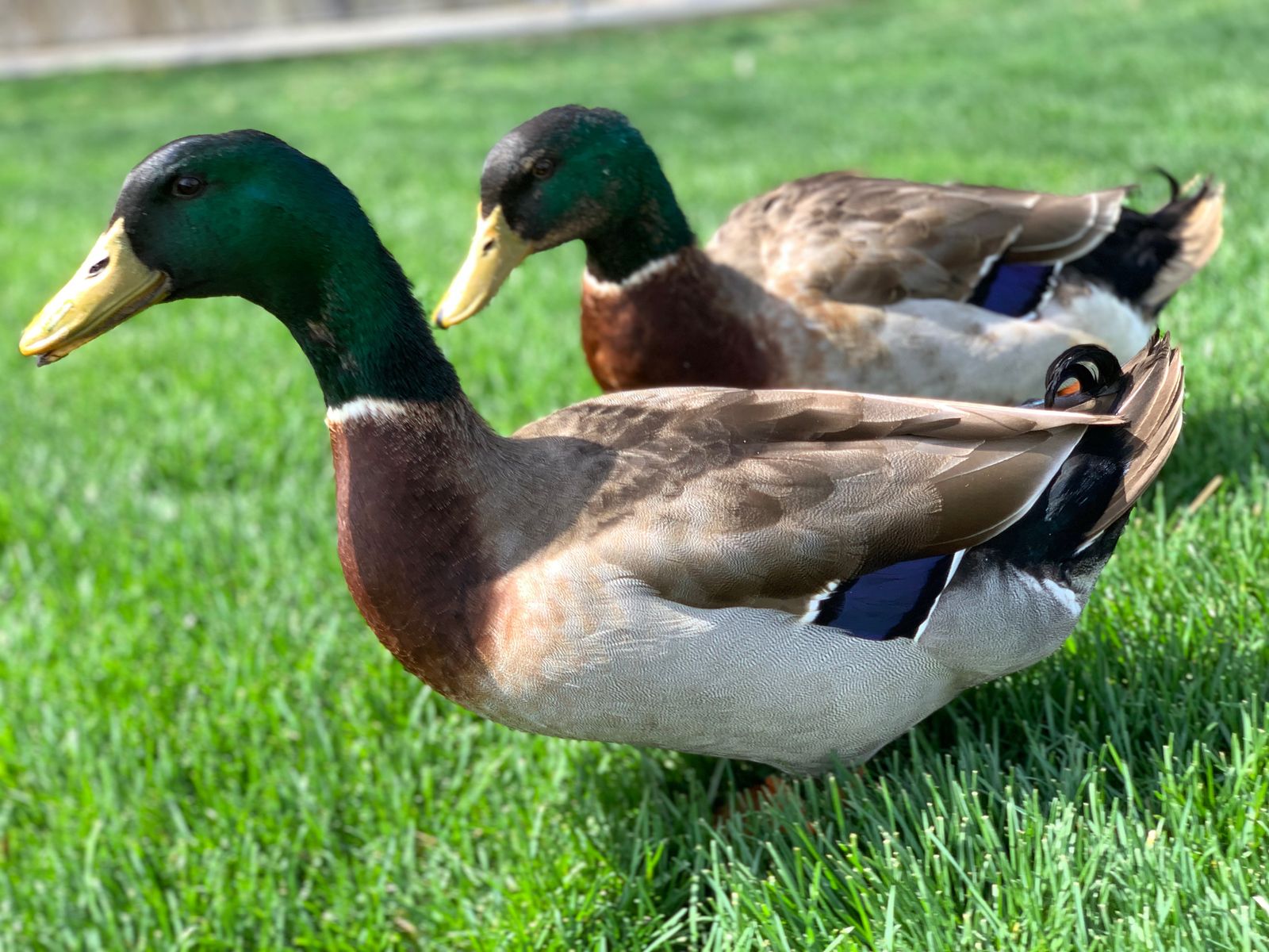 **Missing Duck** - Mallard - Green head