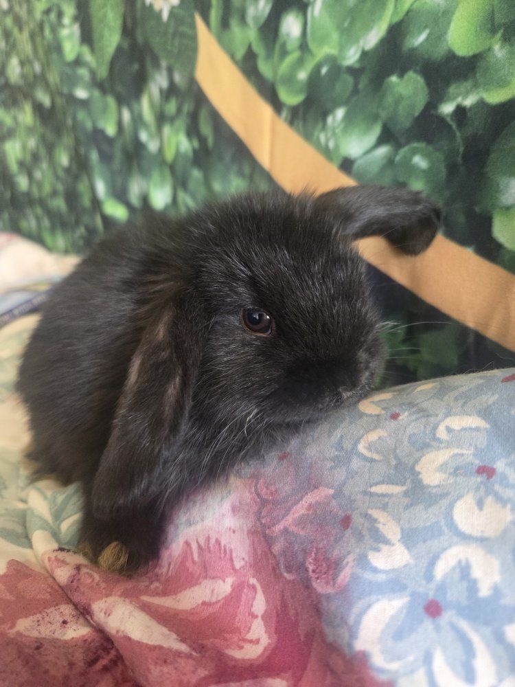 adorable lionhead/Holland lop baby bunny