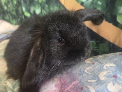 adorable lionhead/Holland lop baby bunny