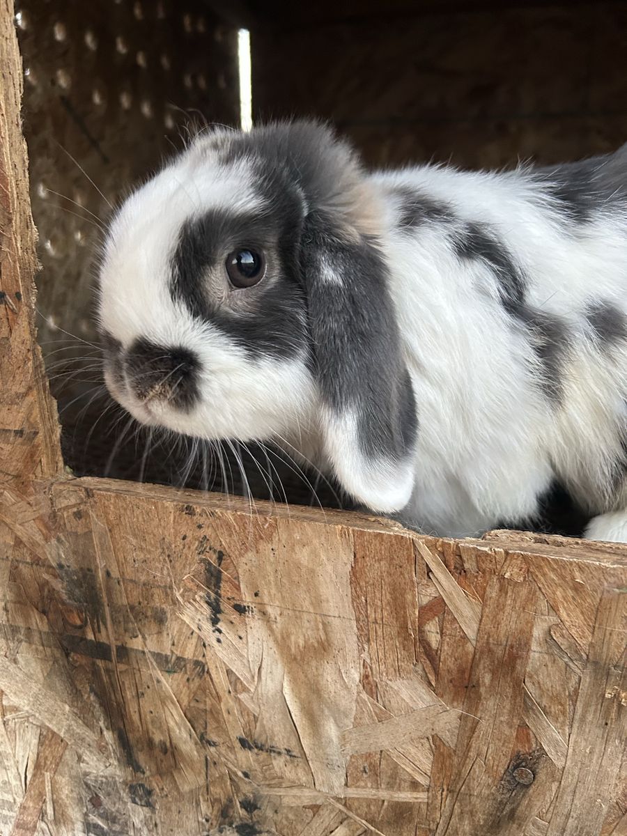 Rabbitry downsizing! Holland Lop Buck
