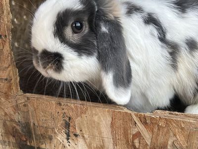 Rabbitry downsizing! Holland Lop Buck