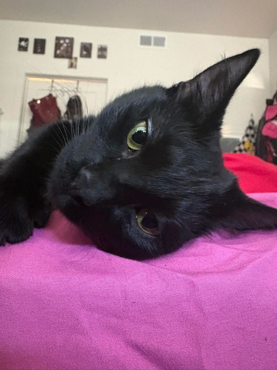 10 Month Old Black Cat