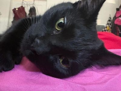 10 Month Old Black Cat