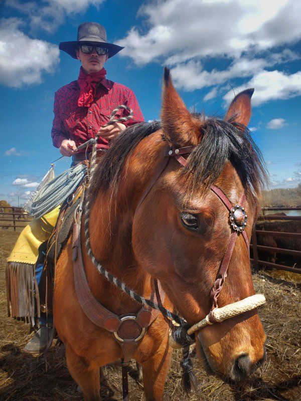 8 year old ranch gelding