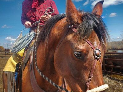 8 year old ranch gelding