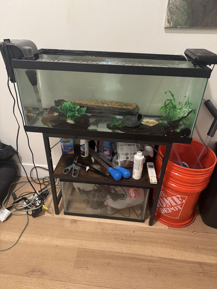 20 gallon fish tank with two axolotl‘s mom and baby