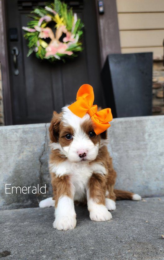 Micro Mini Bernedoodle - Like a Goldendoodle