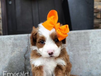 Micro Mini Bernedoodle - Like a Goldendoodle