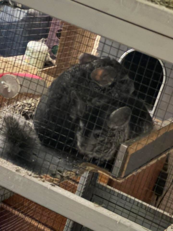 2 male chinchillas