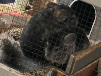 2 male chinchillas