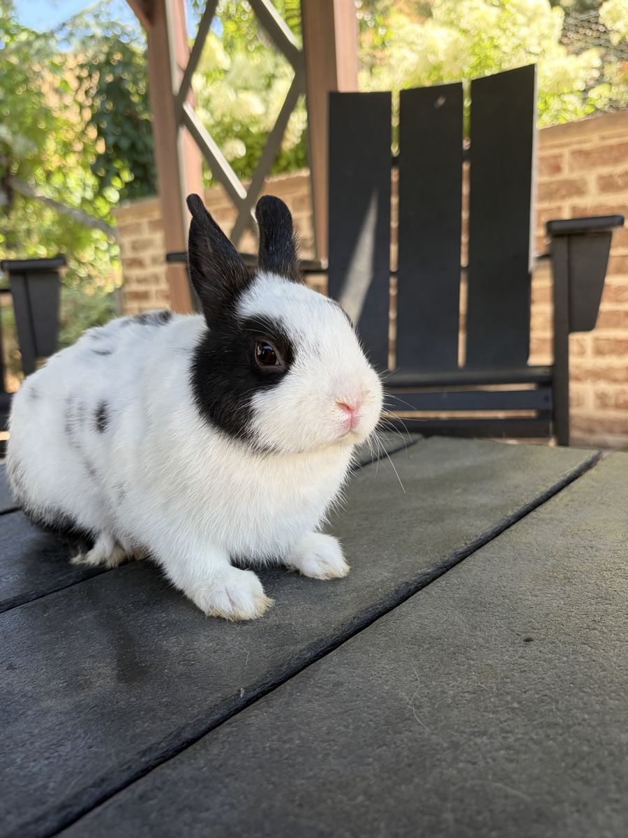 Two Male Dwarf Hotot Bunnies - White & Spotted Coats, Easy to Litter Train