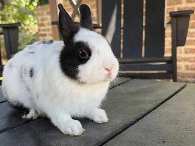 Two Male Dwarf Hotot Bunnies - White & Spotted Coats, Easy to Litter Train