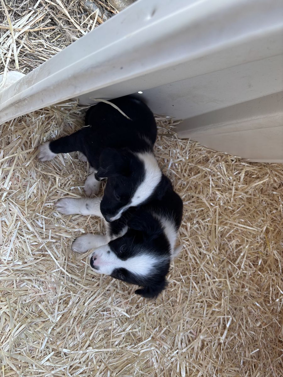 Border Collie Puppies